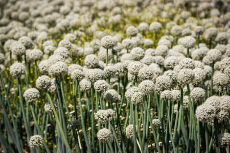 Close up of onion flowers in the field. Selective focus.の写真素材