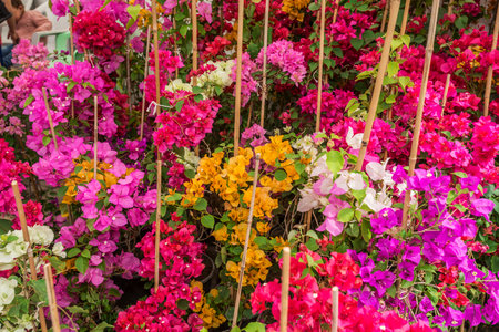 Colorful bougainvillea flowers in garden, Thailand.の写真素材