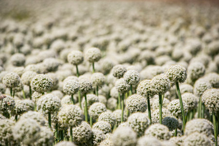Field of onion flowers in full bloom in the summer. Close-up.の写真素材