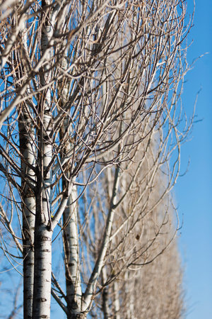 Birch trees in early spring. early spring the first warm daysの写真素材