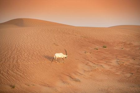 Arabian Oryx in the red sands desert conservation area of Dubai, United Arab Emiratesの写真素材