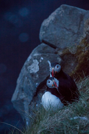 Beautiful Atlantic puffin bird or common puffin living on coastline during the breeding season on summer at Icelandの写真素材
