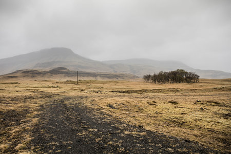 Icelandic landscape on a foggy autumn day with a tree in the foreground