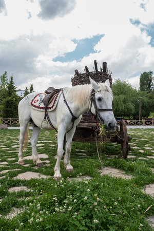 White horse harnessed to a cart for horses in the park.の写真素材