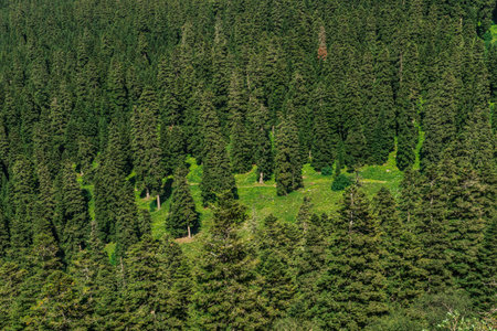 Green coniferous forest on the slope of the mountain in summerの写真素材