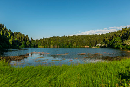 Reflections of a Coniferous Forest on a Black Lake,Artvin,Turkey.の写真素材