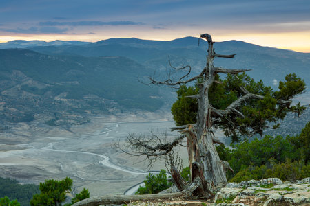 Dead tree in the mountains at sunset. Crimea, Ukraine, Europe.の写真素材