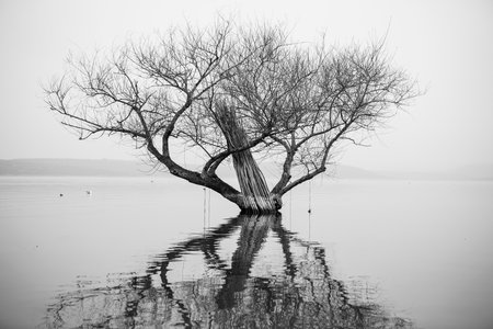 Dead tree in a foggy lake. Black and white photo.の写真素材