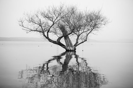 Black and white image of a tree in the middle of the lakeの写真素材