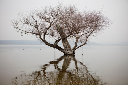 Dead tree on the lake, natural landscape in winter, Thailand.の写真素材