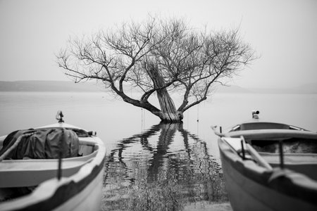 Boat and tree in the lake. Black and white photo.の写真素材