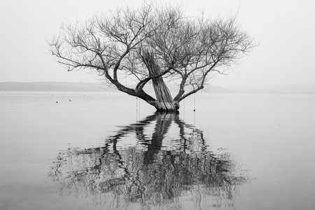 Tree on the lake in the mist. Black and white photo.の写真素材