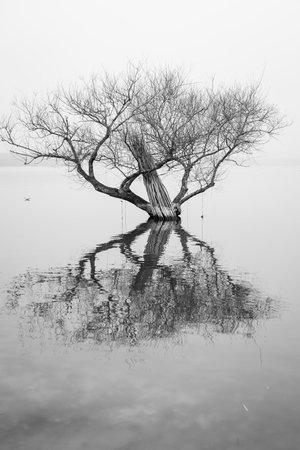 Tree on the lake in winter, north china. Black and white.の写真素材
