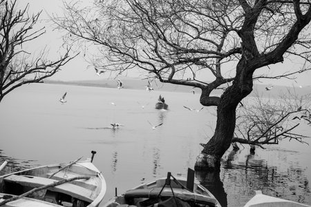 Beautiful seagulls on the lake in black and whiteの写真素材