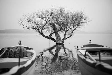 Boat and tree in the lake. Black and white photo.の写真素材
