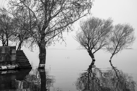 Trees in a lake in winter, black and white photo.の写真素材