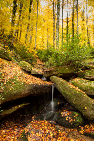 Autumn landscape with small waterfall in the forest and yellow leaves.の写真素材