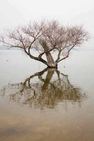 Tree in a lake, north china, Tangshan Cityの写真素材
