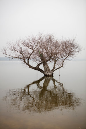Tree in the lake in winter season,Thailand,Asia.の写真素材