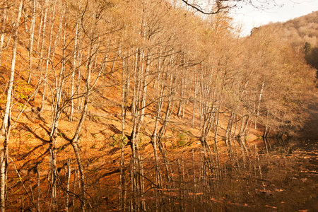 Autumn forest. Autumn landscape in the forest. Autumn forest.の写真素材