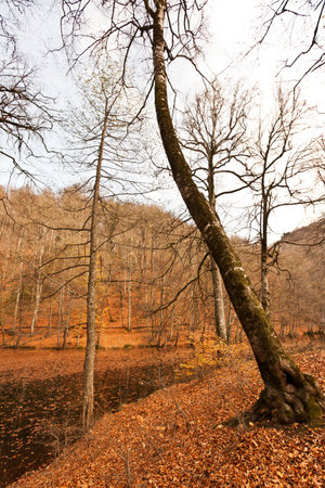 Autumn forest with fallen leaves and bare trees in the foreground.の写真素材
