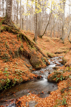 Autumn forest with a small river and fallen leaves on the rocksの写真素材