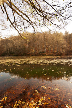 autumn landscape trees and lake in the forest on a sunny dayの写真素材