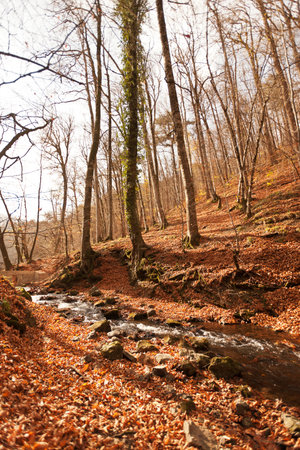 Autumn forest with a small stream and fallen leaves. Landscapeの写真素材