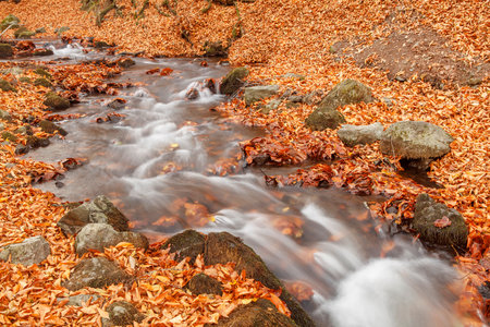 Autumn leaves on the stream in the forest, closeup of photoの写真素材