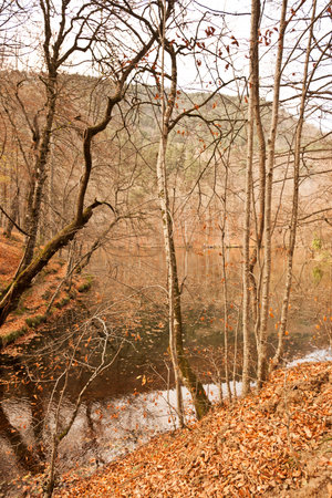 Autumn landscape with river and trees in the forest on the bankの写真素材