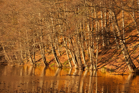 Autumn forest on the bank of a lake. Autumn landscape.の写真素材