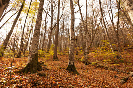 Beech forest in autumn. Landscape with yellow leaves and trees.の写真素材