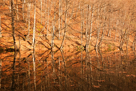 Autumn forest with yellowed trees in the foreground and reflection in waterの写真素材