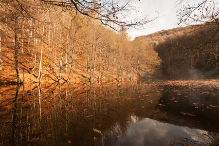 Autumn landscape with forest and river in the morning, Czech Republicの写真素材