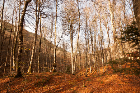 Autumn forest in the mountains. Landscape with autumn trees.の写真素材