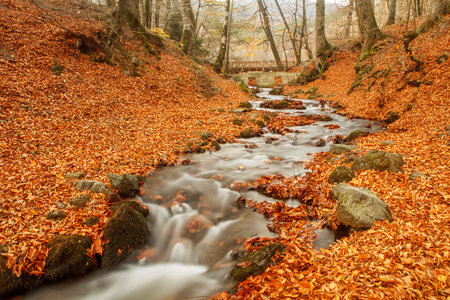 Autumn forest with a stream and fallen leaves in the foreground.の写真素材