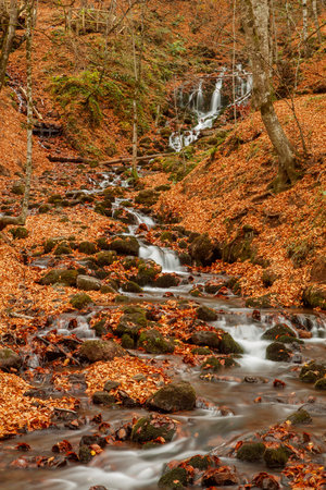 Autumn creek in the forest with fallen leaves and rocks in the foregroundの写真素材