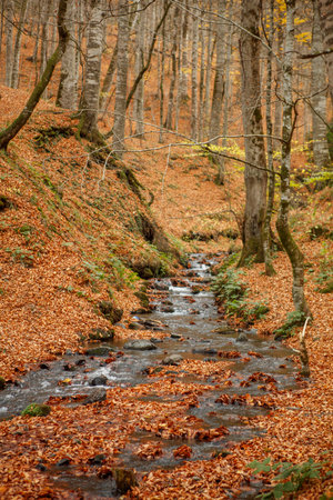 Stream in the autumn beech forest. Colorful leaves on the ground.の写真素材