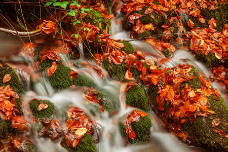 Autumn forest stream with fallen leaves and rocks covered with moss.の写真素材