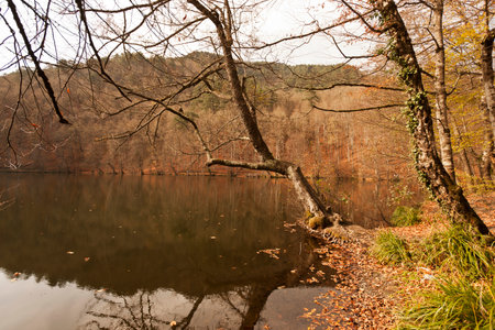 Autumn landscape with a lake and fallen leaves in the forest.の写真素材