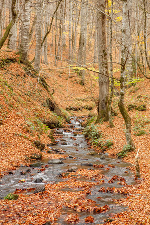 Autumn forest with a stream and fallen leaves in the foreground.の写真素材