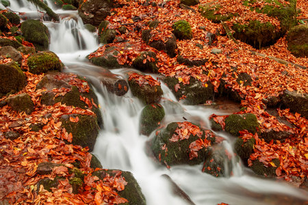 Autumn forest waterfall with fallen leaves and rocks in the foreground.の写真素材