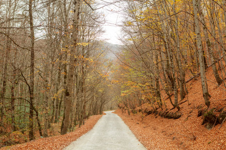 Autumn landscape with a road in the beech forest on a cloudy dayの写真素材