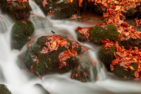 Autumn leaves on mossy rocks in a small creek in northern Italyの写真素材