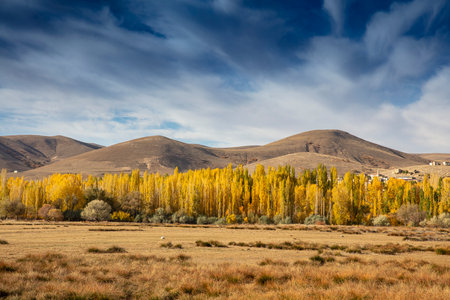 Autumn landscape with yellow trees and blue sky with clouds, Mongolia.の写真素材