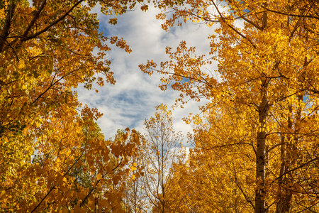 autumn trees with yellow leaves and blue sky background, nature seriesの写真素材
