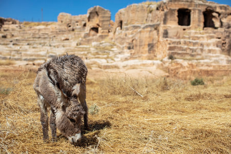 Dara Ancient City. Mesopotamia. Mardin, Turkey. Dara Ancient City, one of the most important settlements of Mesopotamia.の写真素材