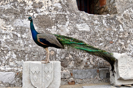 Bodrum Castleの写真素材