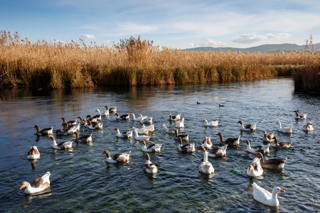 (BirAkyaka District in Ula, Mugla, Turkey. Aerial view of Akyaka. Akyaka is situated at the Gulf of Gokova. Beautiful beach and coast view.)の写真素材