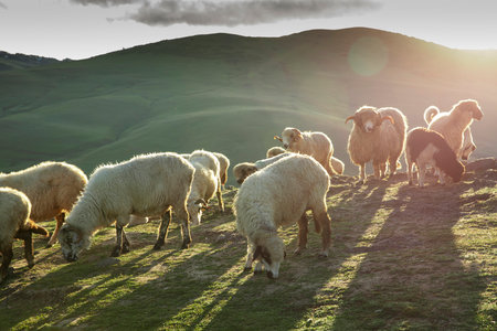 Flock of sheep on the grassland in the light of the setting sunの写真素材